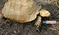 T- Sulcata
